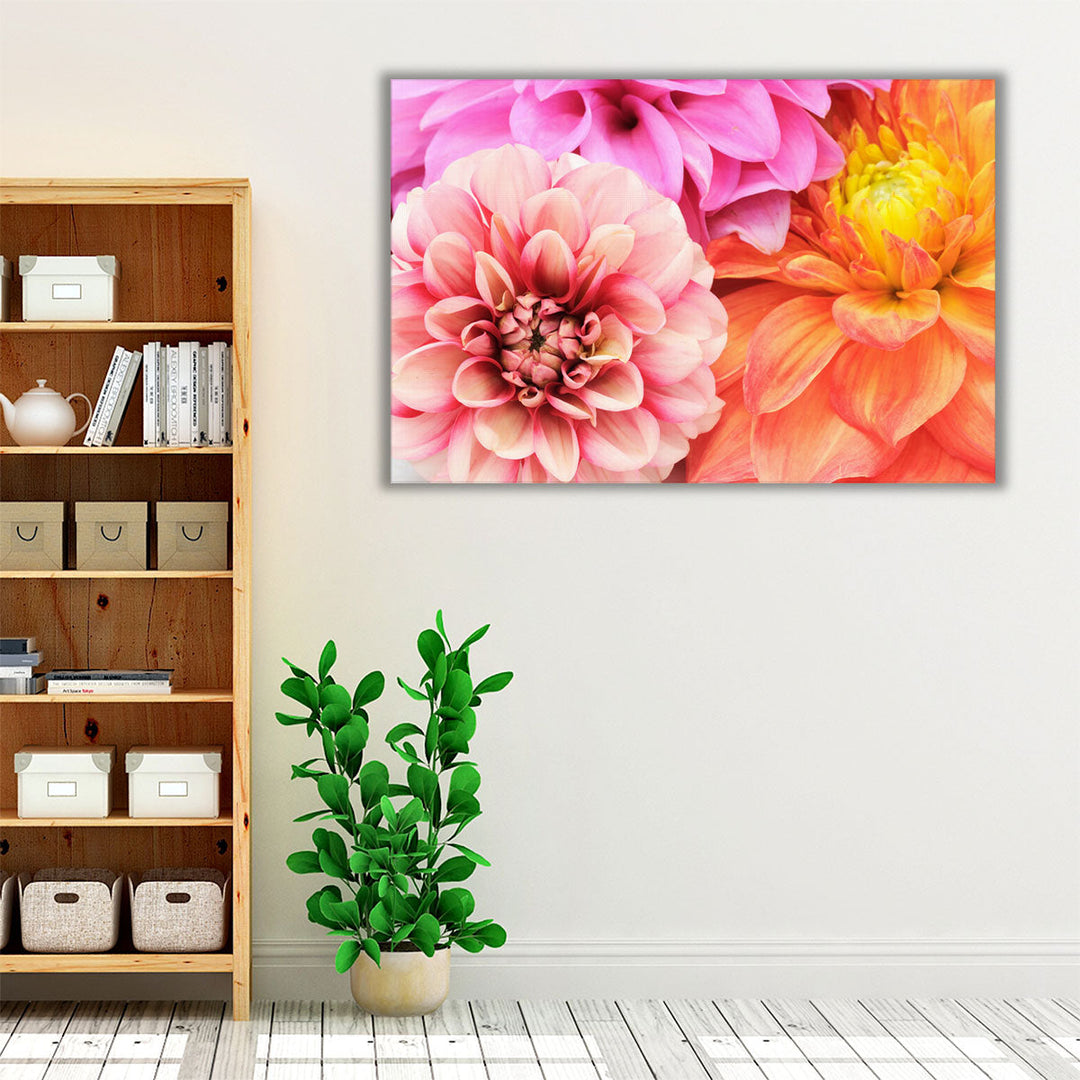 Beautiful Multicolored Dahlias Close-up - Canvas Print Wall Art