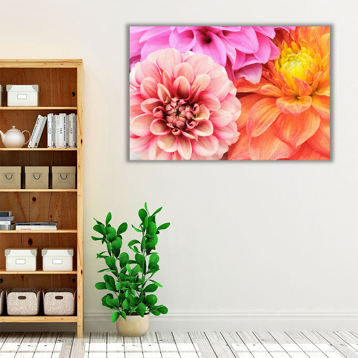 Beautiful Multicolored Dahlias Close-up - Canvas Print Wall Art