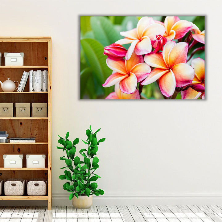 Beautiful Plumeria Flowers Close-Up - Canvas Print Wall Art