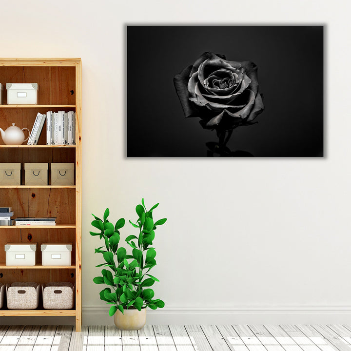 Black Rose Isolated - Canvas Print Wall Art