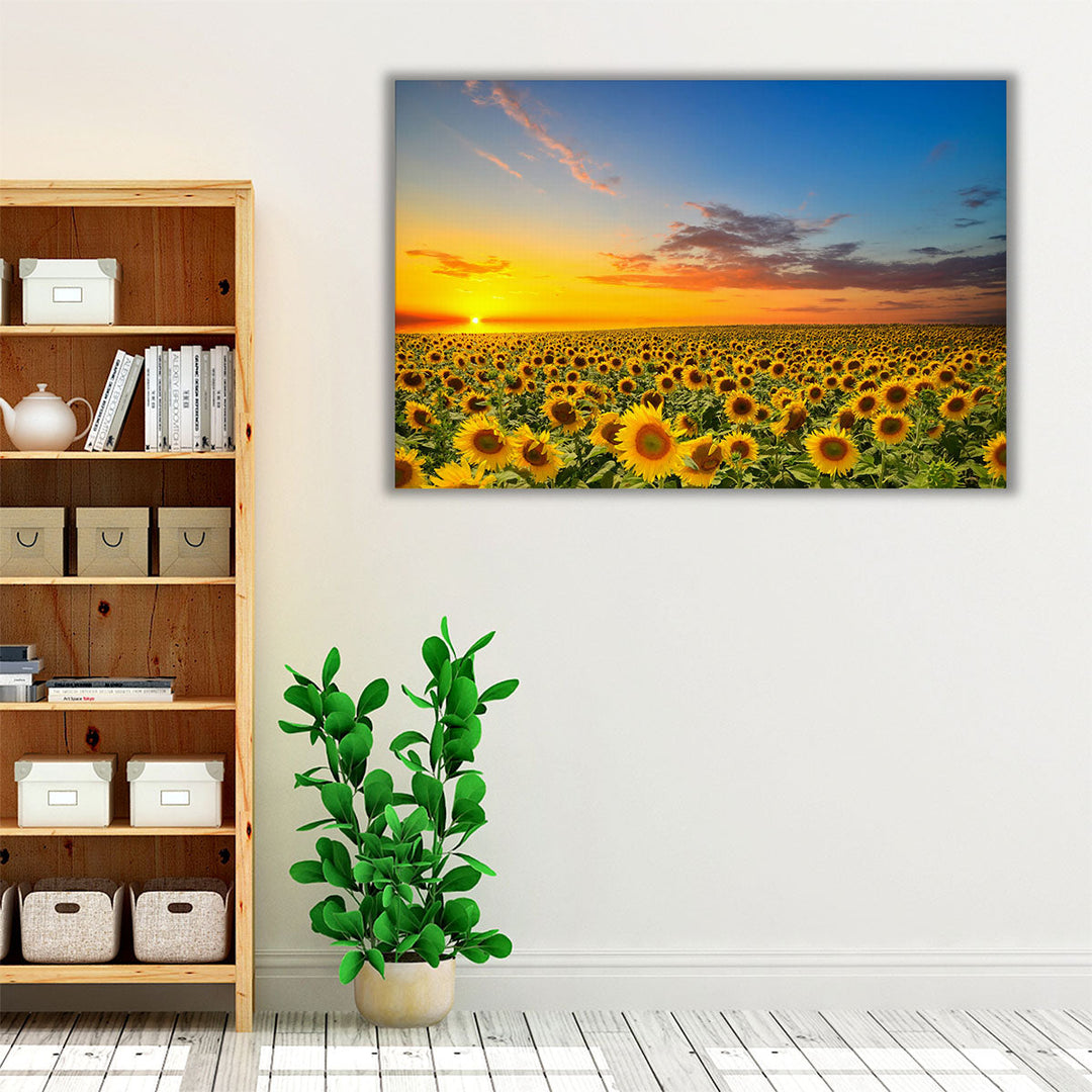 Blooming Sunflowers During Sunset - Canvas Print Wall Art