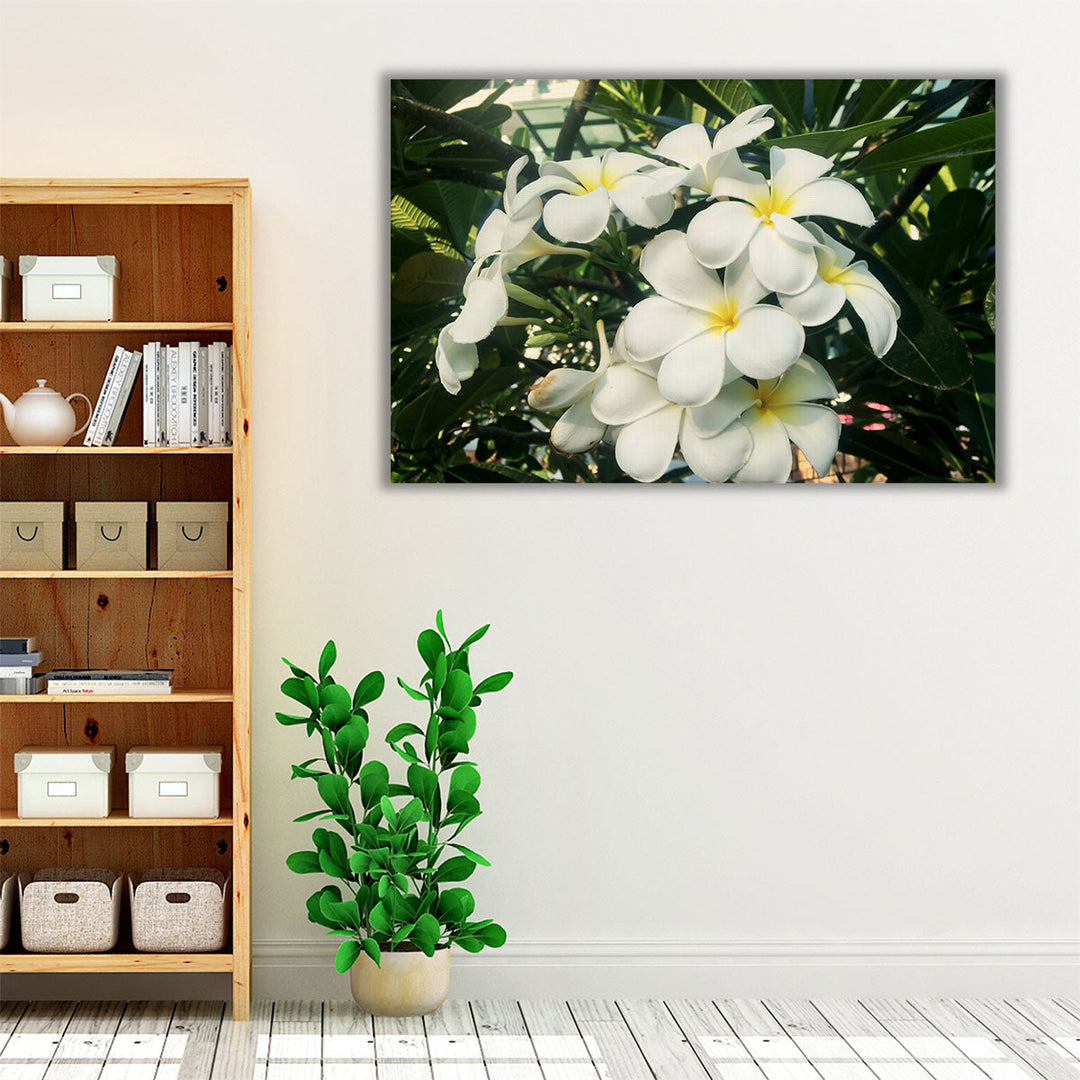 Blooming White Frangipani Close-up - Canvas Print Wall Art