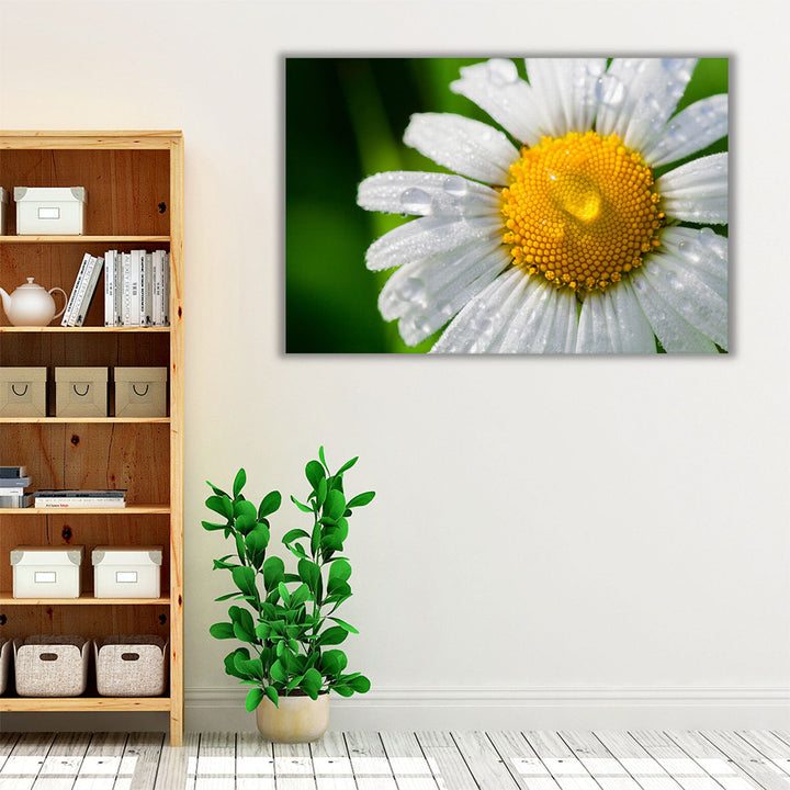 Chamomile With Drops of Water Close-up - Canvas Print Wall Art