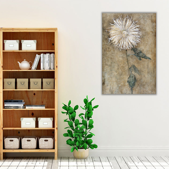 Chrysanthemum, 1900 - Canvas Print Wall Art