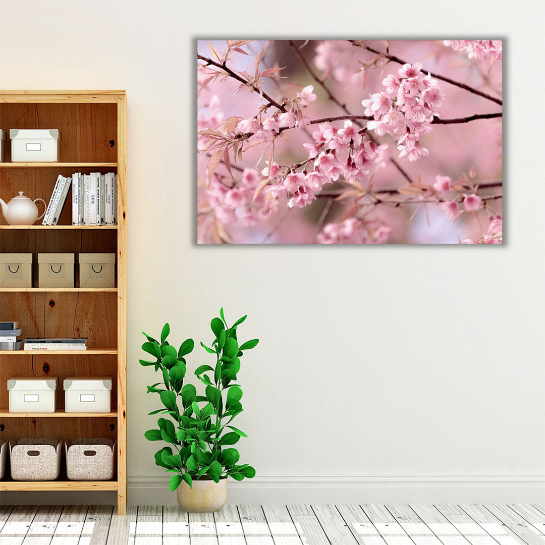 Cherry Blossom or Sakura Flower - Canvas Print Wall Art