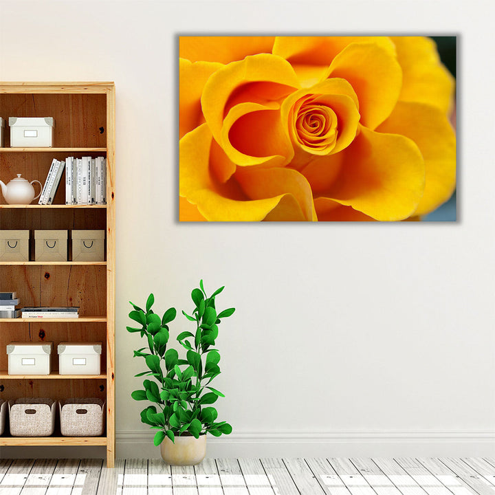 Close Up of Yellow Rose - Canvas Print Wall Art