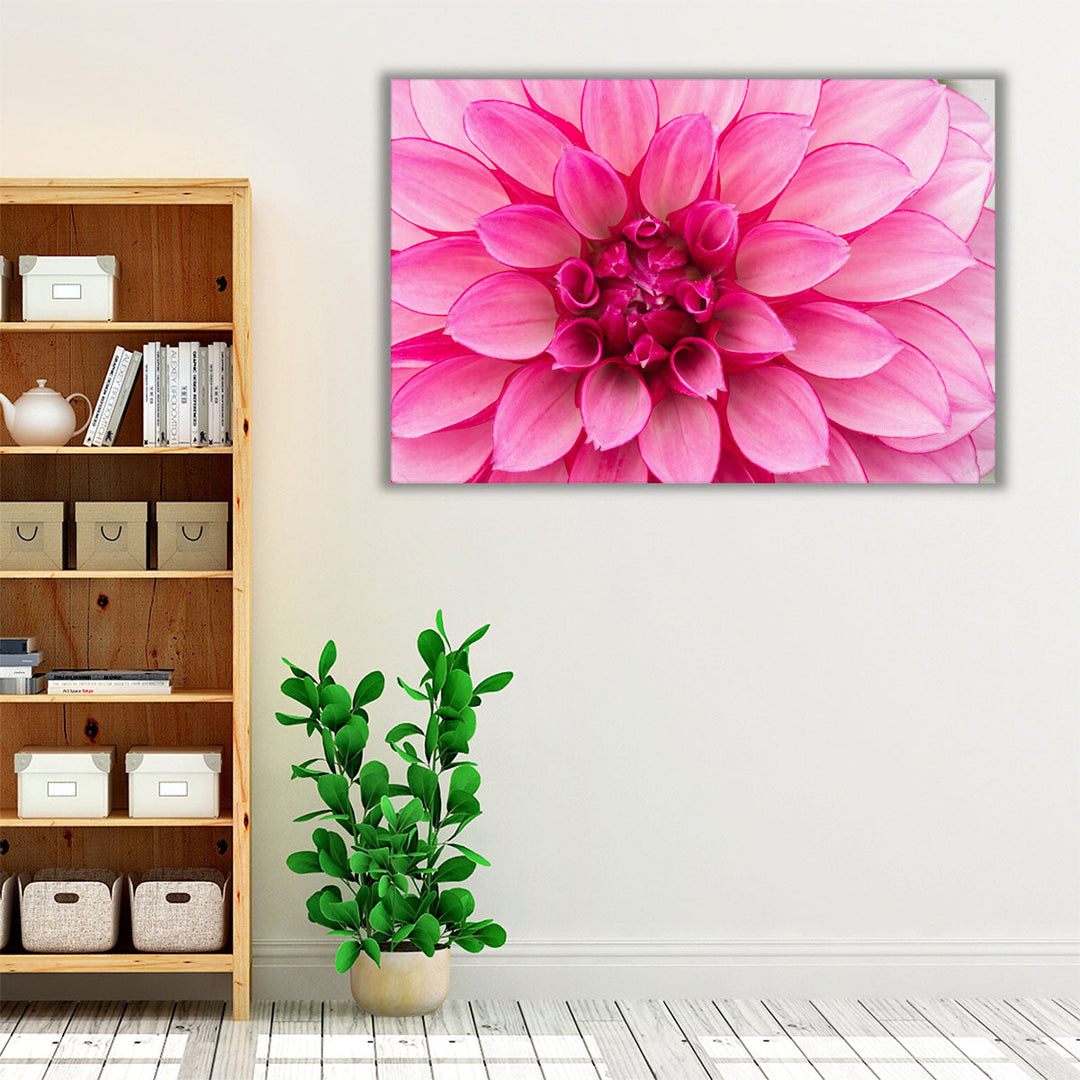 Close-Up of Hot Pink Dahlia Flower - Canvas Print Wall Art