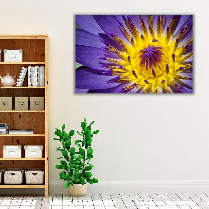 Close-Up of Violet Waterlily - Canvas Print Wall Art