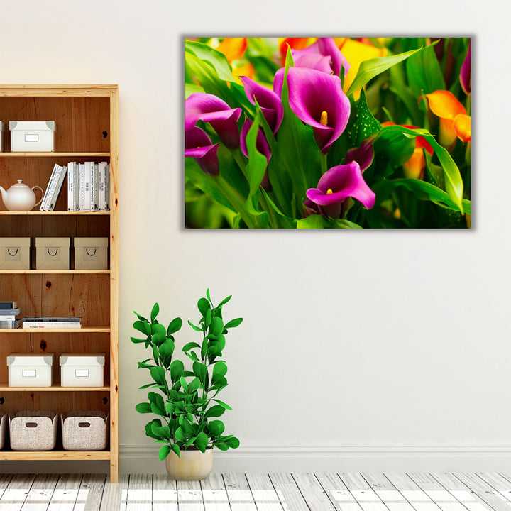 Colorful Pink and Purple Calla Flowers - Canvas Print Wall Art