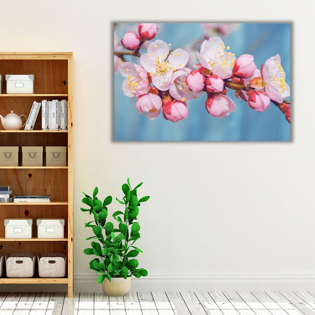 Flowering Fruit Trees Apricot Flowers - Canvas Print Wall Art