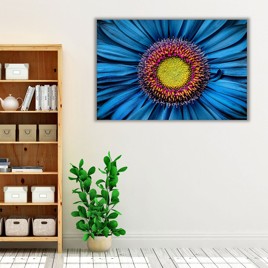 Gerbera Flower Close Up on Turquoise Background - Canvas Print Wall Art