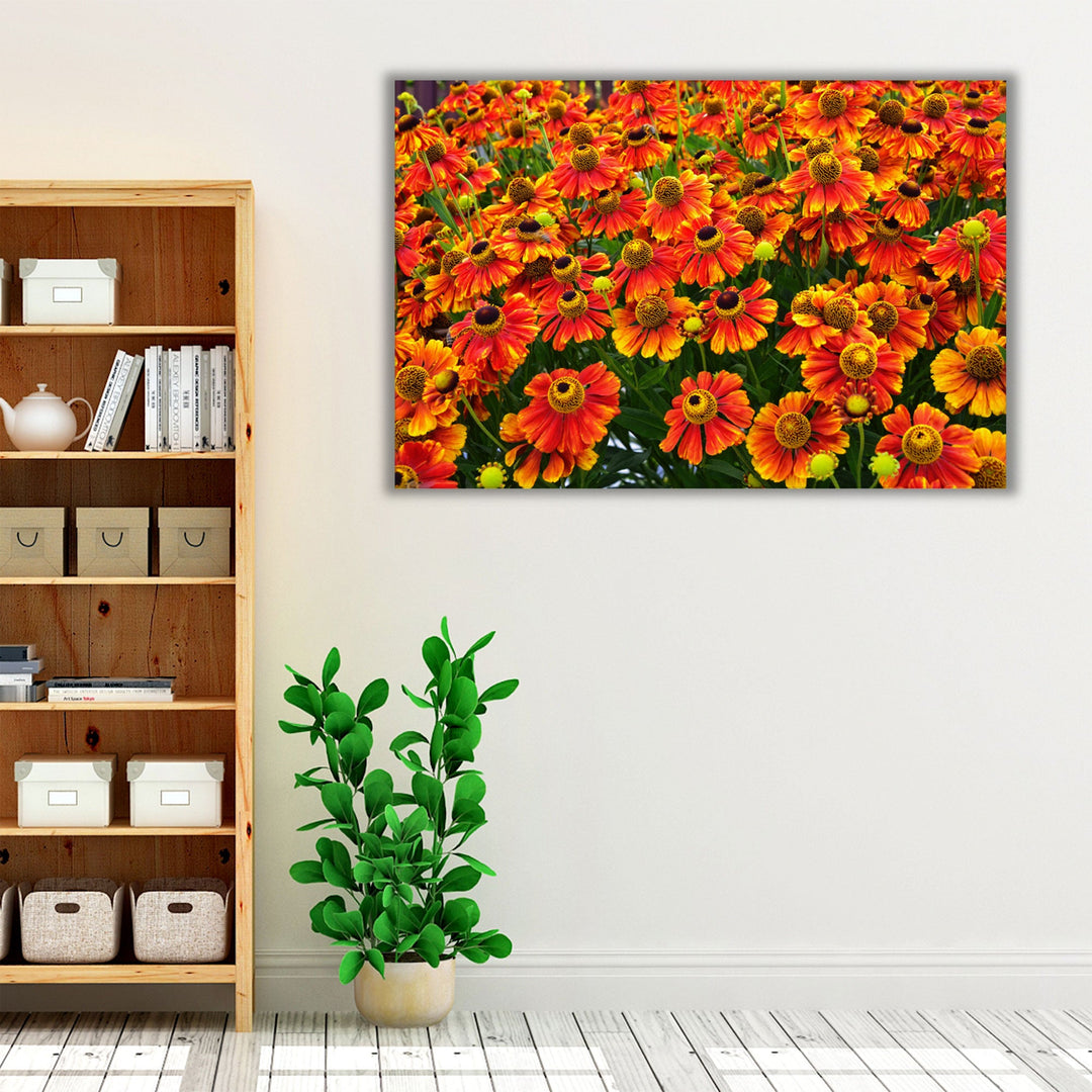 Helenium Konigstiger Flower Field - Canvas Print Wall Art