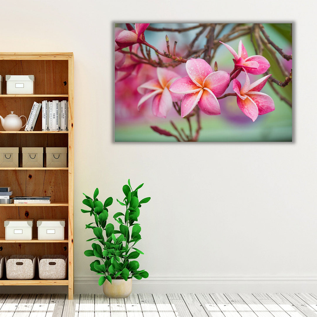 Pink Frangipani Plumeria Flower - Canvas Print Wall Art