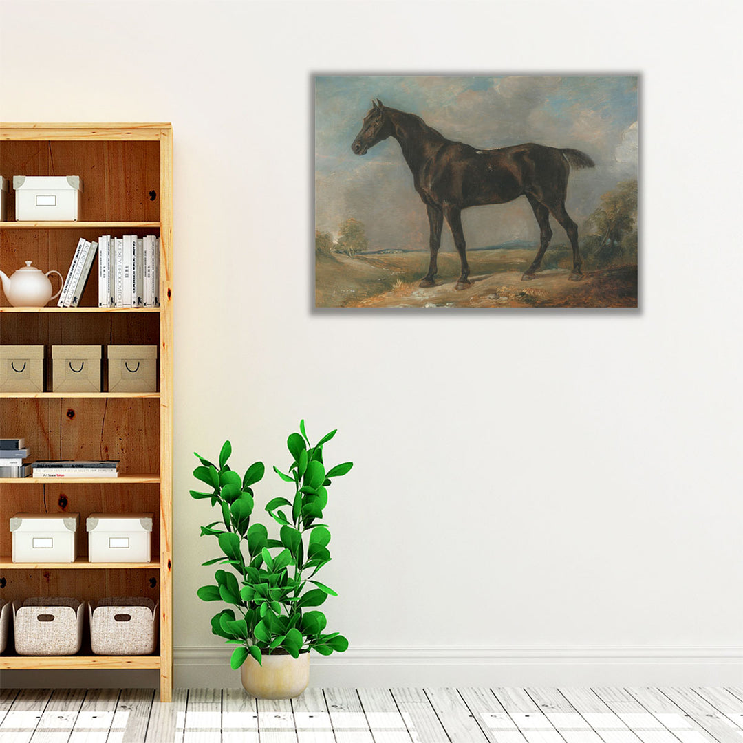 Golding Constable’s Black Riding Horse - Canvas Print Wall Art