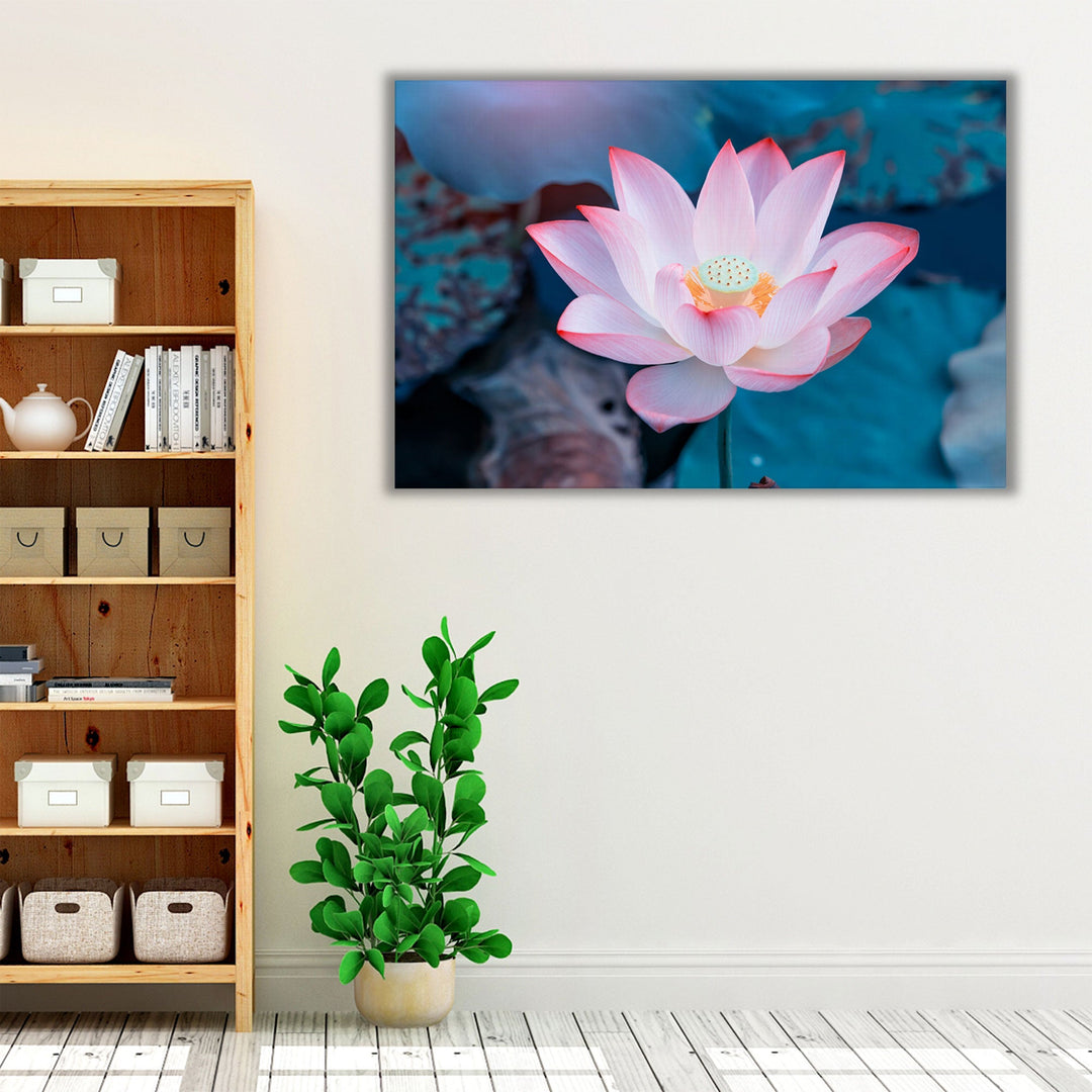 Pink Lotus Flower In Water - Canvas Print Wall Art