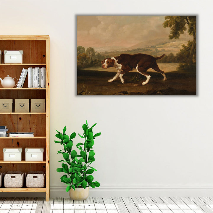 Spanish Pointer Dog - Canvas Print Wall Art