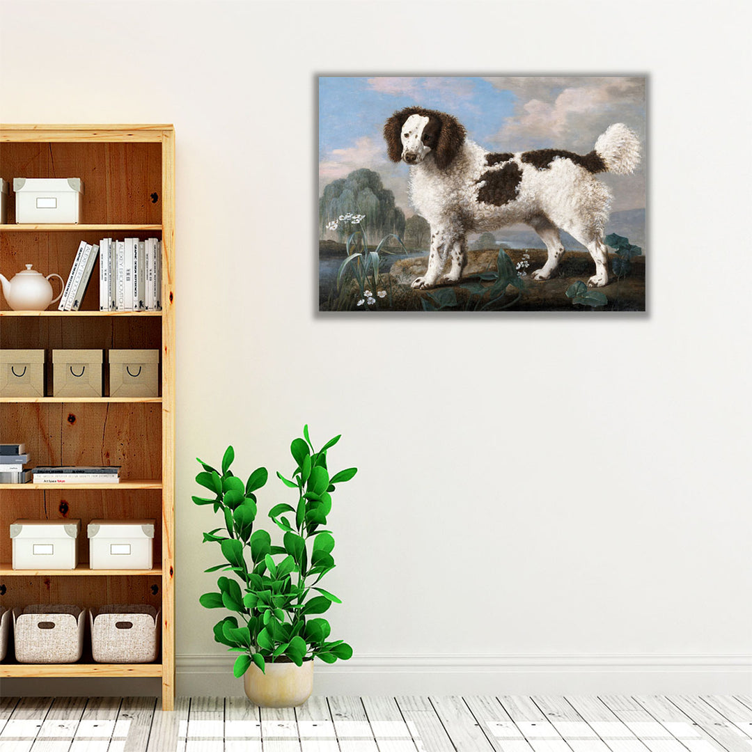 Brown and White Norfolk or Water Spaniel, 1778 - Canvas Print Wall Art