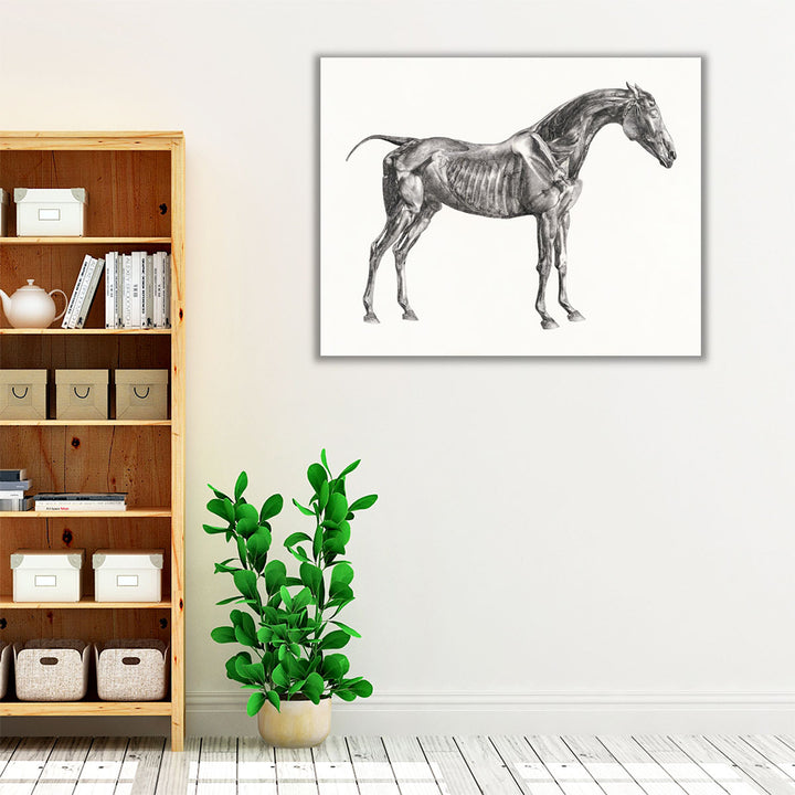 The Anatomy of the Horse, 1853 - Canvas Print Wall Art