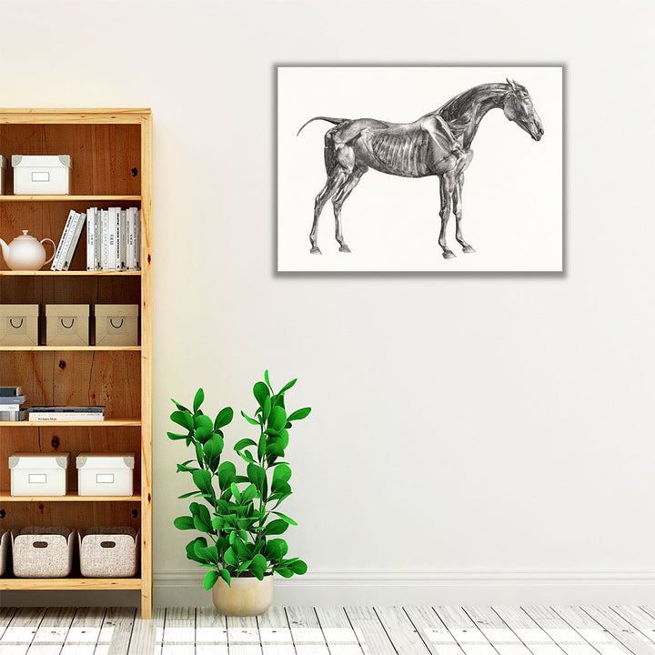 The Anatomy of the Horse, 1853 - Canvas Print Wall Art