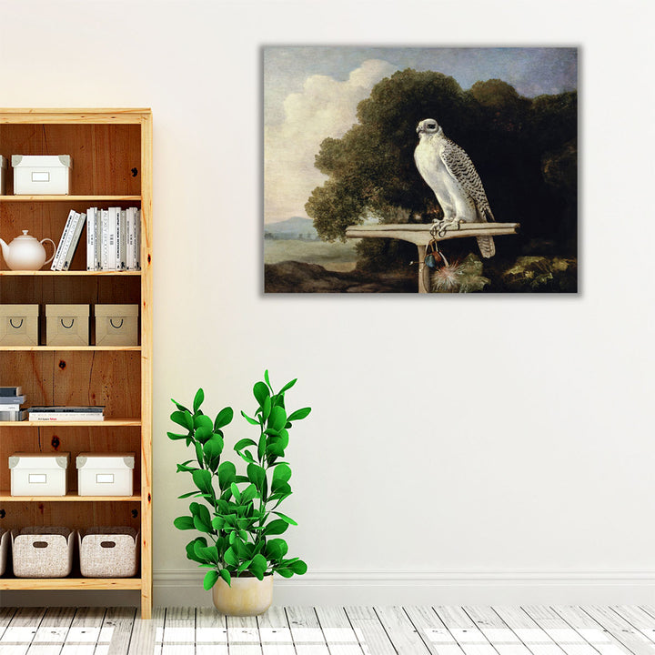 Greenland Falcon, 1780 - Canvas Print Wall Art