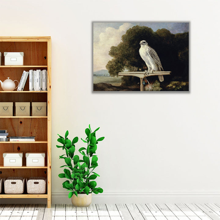 Greenland Falcon, 1780 - Canvas Print Wall Art