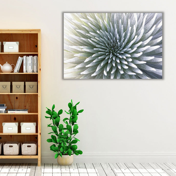 Silversword Endemic Exotic Tropical Plant - Canvas Print Wall Art