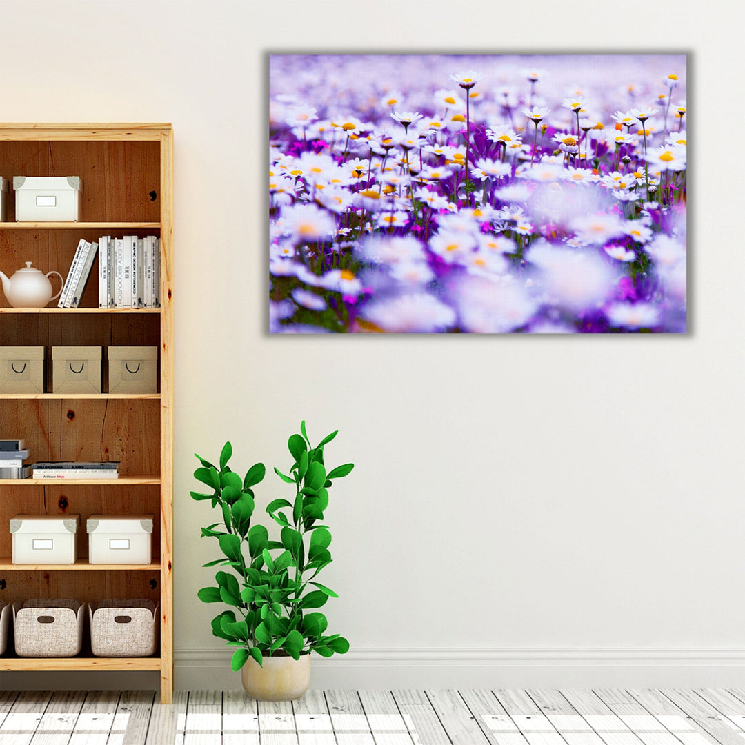 Spring Field of White Fresh Daisies - Canvas Print Wall Art