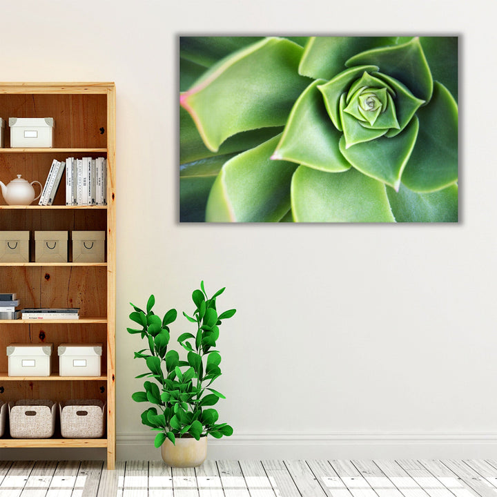 Succulent Echeveria Plant Close Up - Canvas Print Wall Art