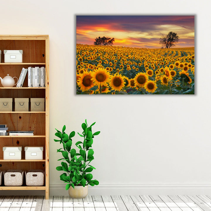 Sunflower Field in Full Bloom At Sunset - Canvas Print Wall Art