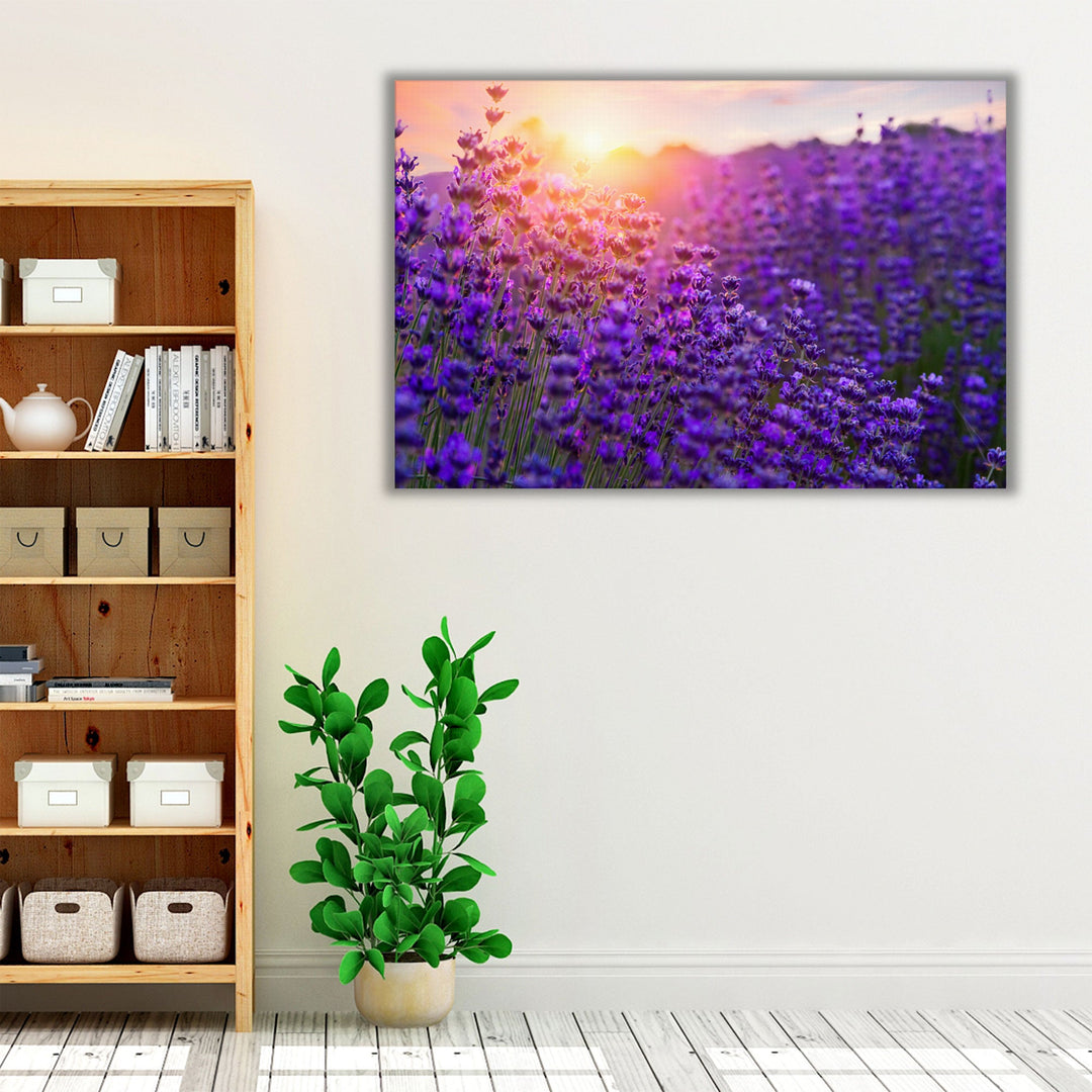 Sunset Over Lavender Field - Canvas Print Wall Art