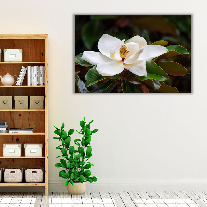 White Magnolia Flower Blossom With Glossy Green Leaves - Canvas Print Wall Art