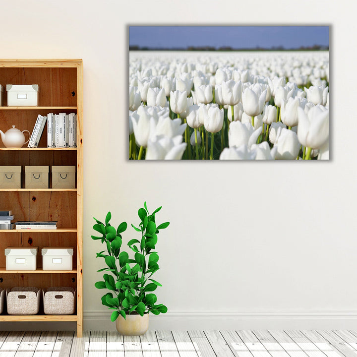 White Tulips Field - Canvas Print Wall Art